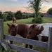 Joyce Workman - Facebook