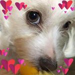 Joyce Brittain - @joycewray - Instagram
