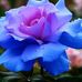 Joyce A Yoder - Facebook