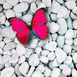 Joyce Zimmer - @jogo2003 - Instagram