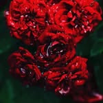 joyti_sidhu - @offical_joyti_sidhu - Instagram
