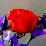 joyti sidhu - @sidhujoyti - Instagram