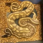 J.R - Ball Pythons - @j.r_ballpythons - Instagram