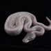 JR Ball python - Facebook