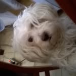 Juan Basora Pie - @juanbasorapie - Instagram