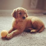 Bend It Like Bentley - @bentley_juan - Instagram