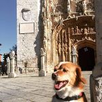 juan Borquez - @paseotuperro67 - Instagram