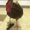 Juanchou - @juanchou - TikTok