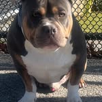 Juan Condo - @thebullycult215_ - Instagram
