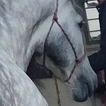 Juan Cortés Pre Horses - @juancortes_pre_horses - Instagram