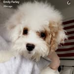 Juan Gardner Paulino - @juantheminipoodle - Instagram