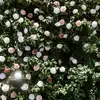 Juana Haynes - @juana.haynes - TikTok