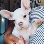 Juan Manuel Bobadilla higareda - @boba.dilla123 - Instagram