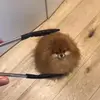 tenzinjuanmccabe - @poobs1000 - TikTok