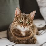 Juan Perkins - @gatinhosfojuan - Instagram