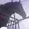 Juan - @juanhorse - TikTok