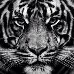 Juan Carlos Chico Sullivan - @juanchico_ - Instagram