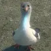 Juan Tornero - @jt04130111 - TikTok