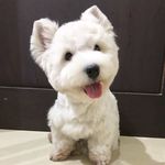 Juan Westie - @juanwestie - Instagram