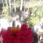 Juana Baez - @juana.baez.90260 - Instagram