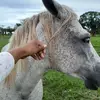 juanacanela1 - @juanacanela1 - TikTok
