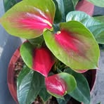 Juana Leos - Facebook