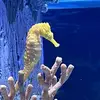 Juan A Montes - @juan.a.montes - TikTok
