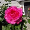 Juana Morinigo - @juana.morinigo1 - TikTok