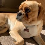 Jude Xavier Lloyd - @jude.the.pugalier - Instagram