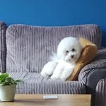 Judy Benoit Milner - @ernieericssonbichon - Instagram