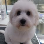 Judy Benoit Milner - @jbmspoiltpooch - Instagram