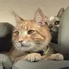 Jude Perkins - @candbcatwars - TikTok