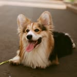 Jude Royal Corgi - @hey_fluffy_jude - Instagram