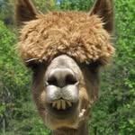 Judy Schroeder - @perfectpeacealpacas - Instagram