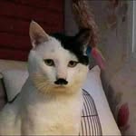 eu vivo pela ironia - @wagner_gato_judeu - Instagram