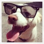 Judge Brown - @judge_the_dog - Instagram