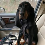 Judge - @judgeevans_coonhound - Instagram