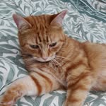 Judi Appleton (Chronic Pain Warrior) - @sunshine.mysty.twiglet.rollo - Instagram