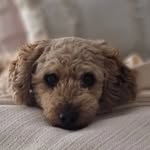 Judy Fuller - @cavoodle_leo_ - Instagram