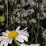 Judi Harper - @judi.harper.9 - Instagram