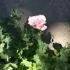 Judi Waller-Smith - @judi.wallersmith - TikTok