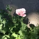 Judi Waller-Smith - @judiwallersmith - Instagram