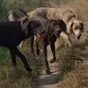 wildvogelhilfe.judi - @wildvogelhilfe.judi - TikTok
