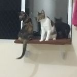 família gato - @tamara_judith_nicole_aslan - Instagram