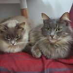 Judith Beck & Elizabeth II - @judith_and_elizabeth - Instagram