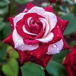Judith Bourque - @judybourque07 - Instagram