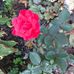 Judith Bowling - Facebook