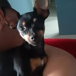 Judith Colombo Dias - @pinscher_judith - Instagram