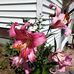 Judy Corbett - Facebook