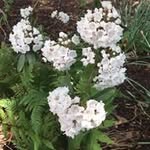 Judith Dinsmore - @judithdinsmore - Instagram